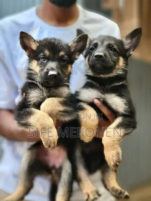 1-3 months Male Purebred German Shepherd