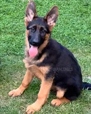 3-6 months Male Purebred German Shepherd