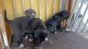 1-3 months Male Purebred American Pit Bull Terrier