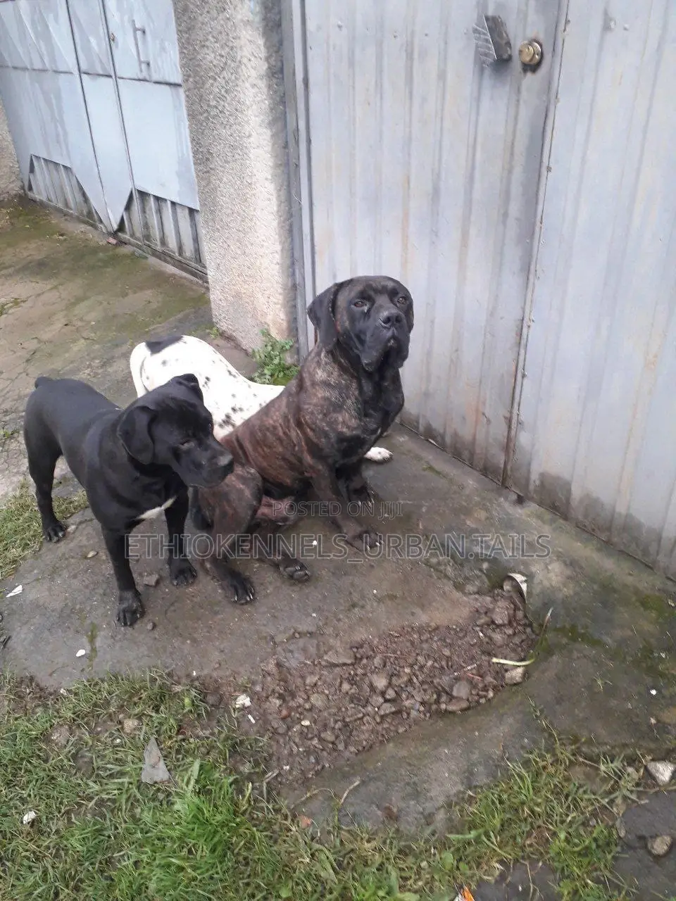 6-12 months Male Purebred Bullmastiff