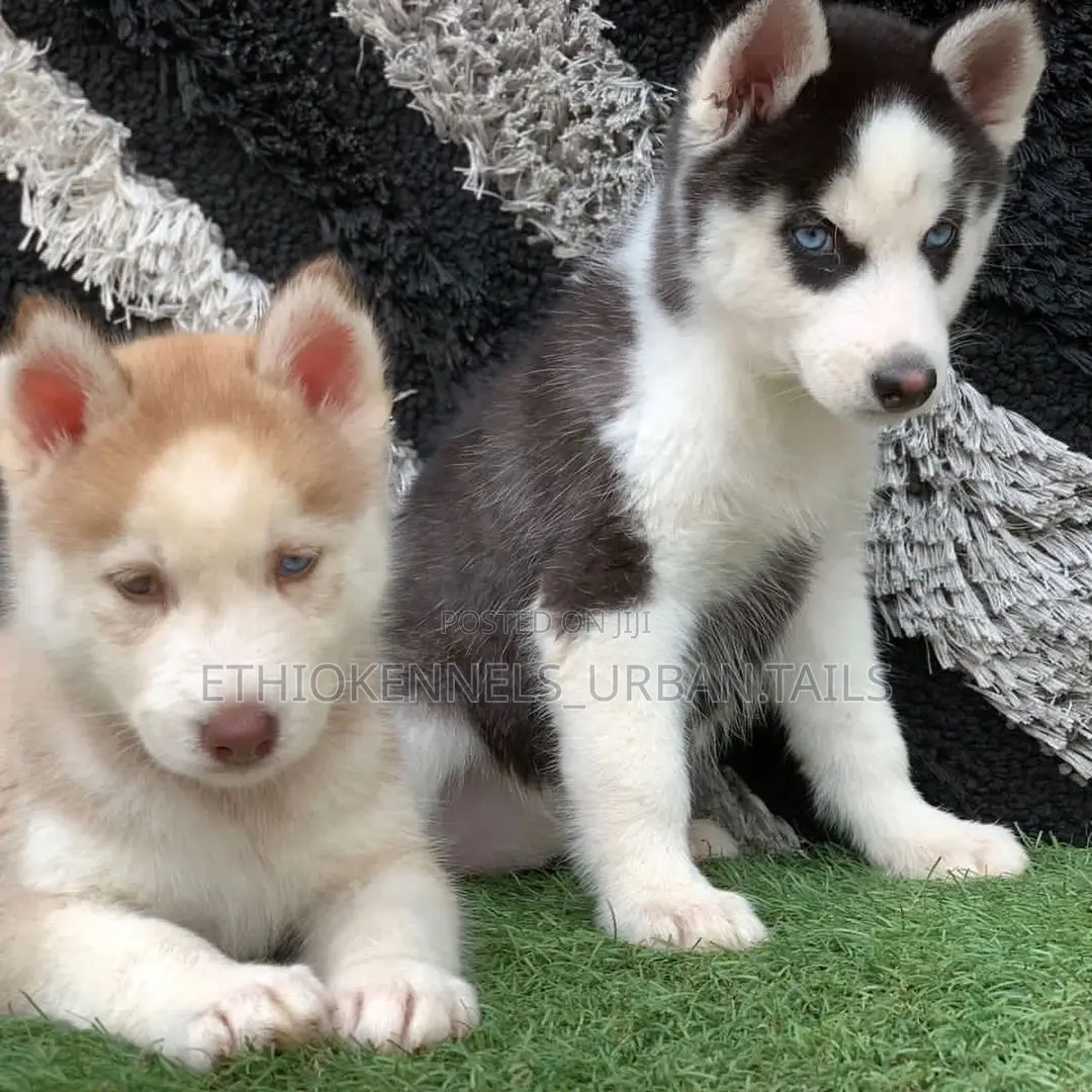 1-3 months Male Purebred Siberian Husky
