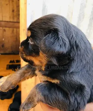 1-3 months Male Purebred Rottweiler