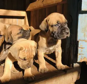1-3 months Male Purebred Bullmastiff