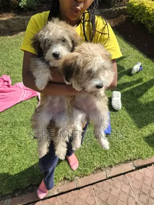 1-3 months Male Purebred Maltese