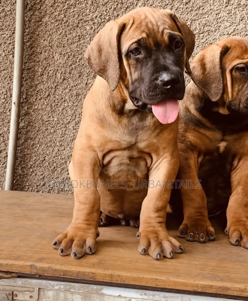 1-3 months Male Purebred Boerboel