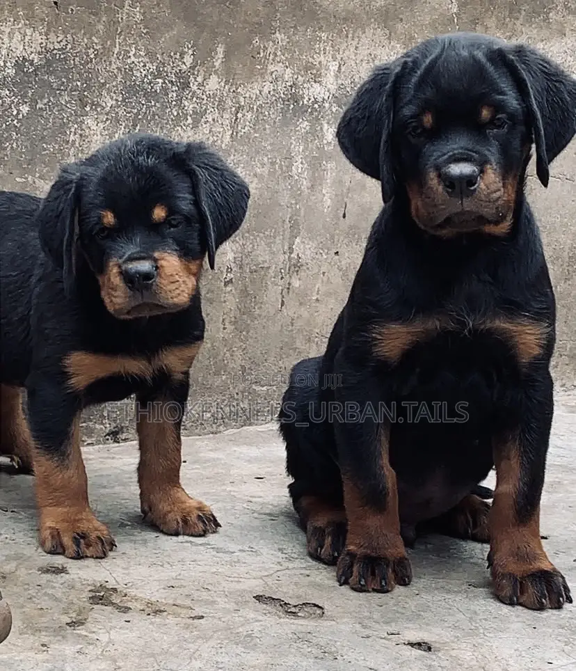 1-3 months Male Purebred Rottweiler