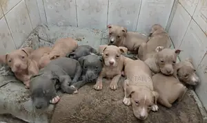 1-3 months Male Purebred American Pit Bull Terrier