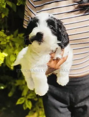 1-3 months Male Mixed Breed Maltese