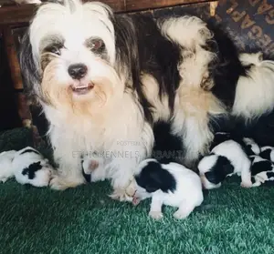 1-3 months Male Mixed Breed Maltese