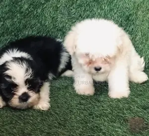 1-3 months Male Mixed Breed Maltese