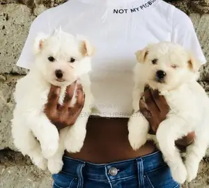 1-3 months Male Purebred Maltese