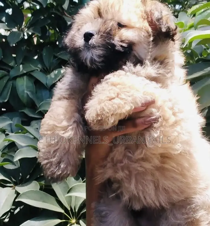 1-3 months Female Mixed Breed Shih Tzu