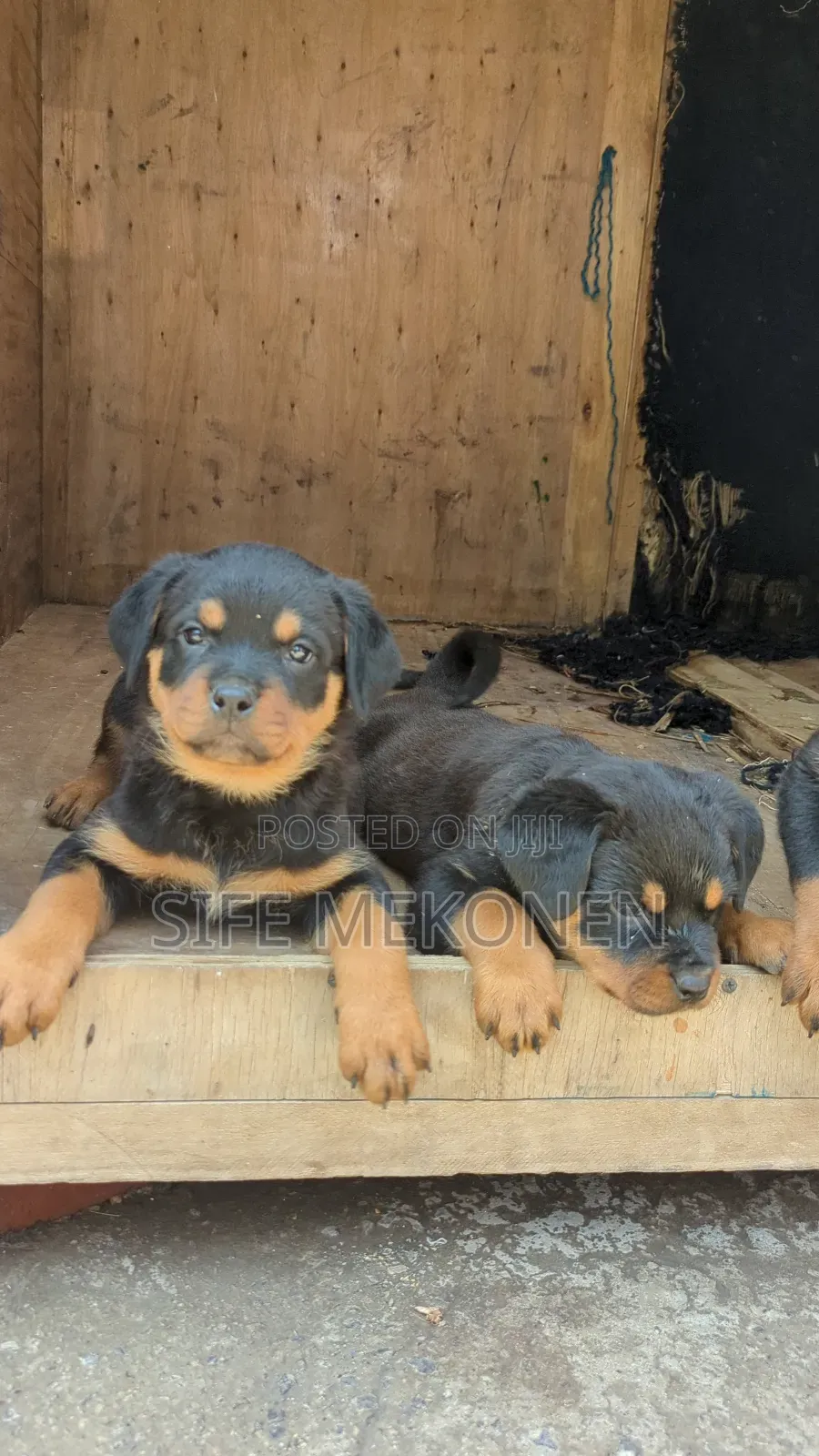 1-3 months Female Purebred Rottweiler
