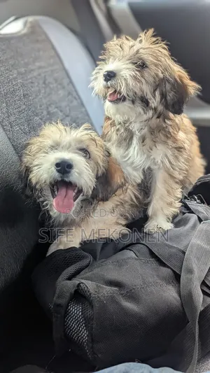 1-3 months Male Purebred Maltese