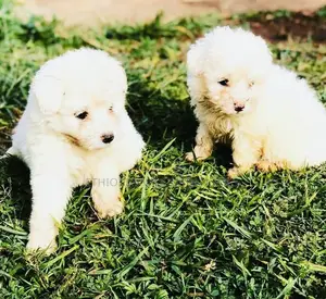 1-3 months Male Purebred Maltese