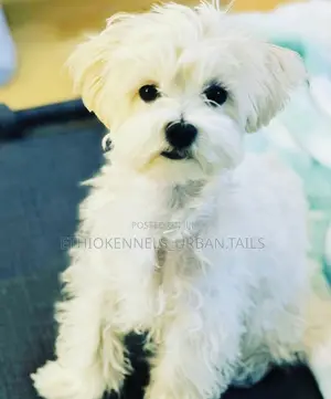 1-3 months Male Purebred Maltese