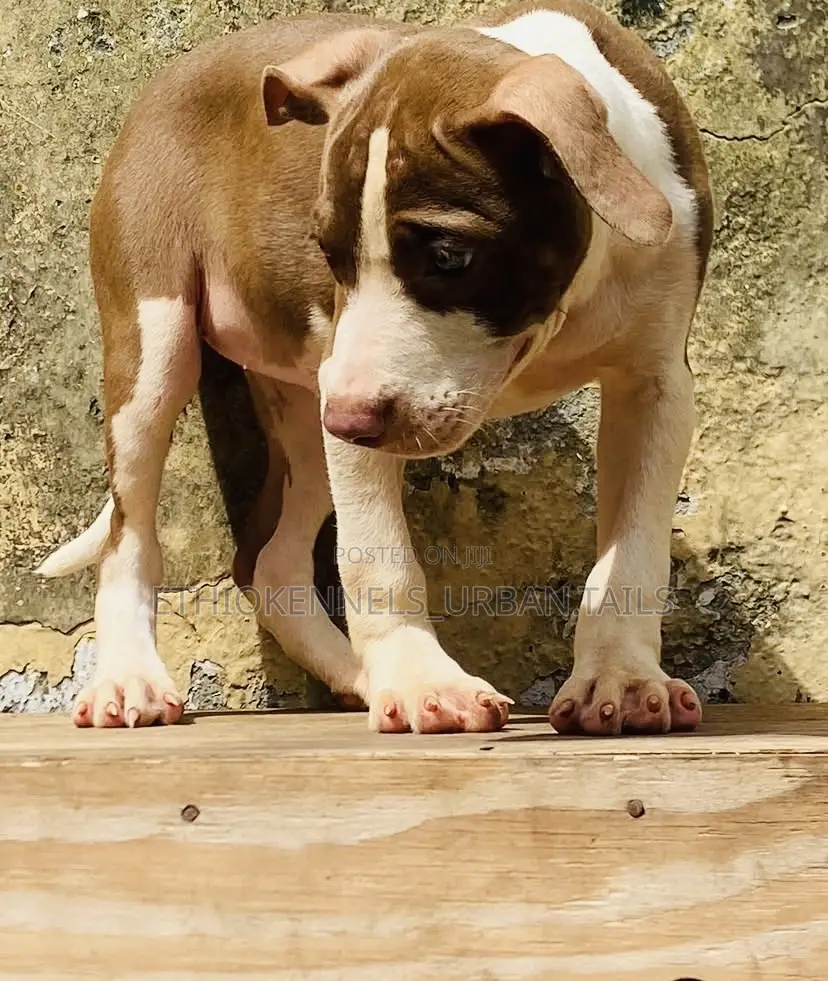 1-3 months Male Purebred American Pit Bull Terrier