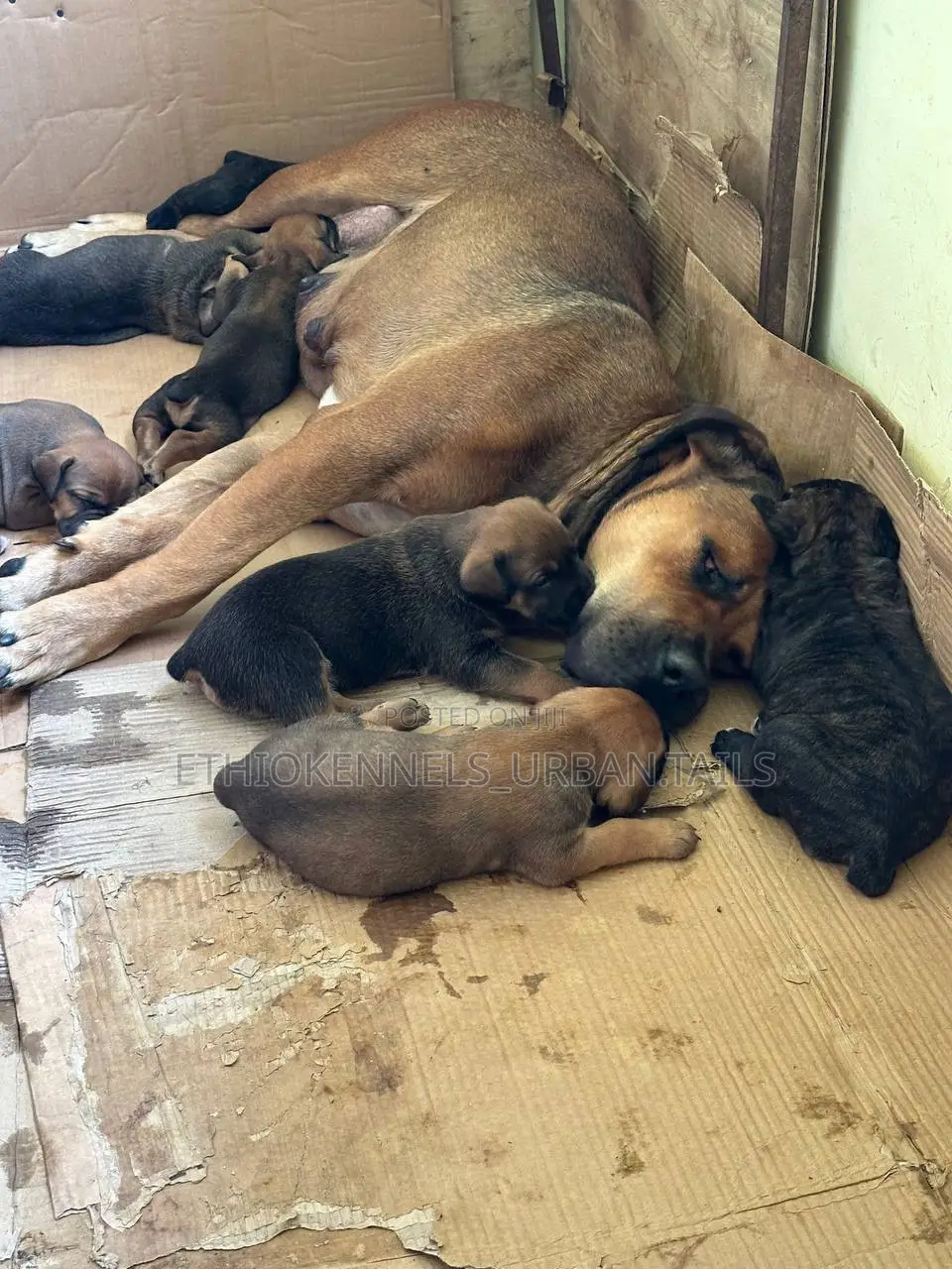 1-3 months Male Purebred Boerboel