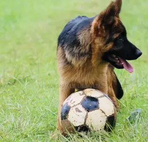3-6 months Male Purebred German Shepherd
