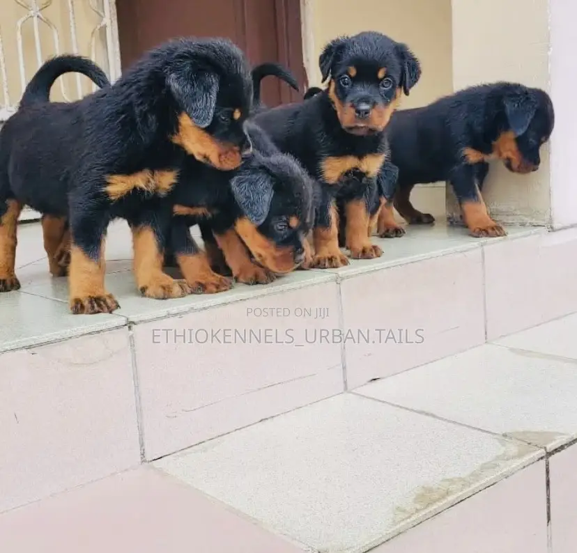 1-3 months Male Purebred Rottweiler