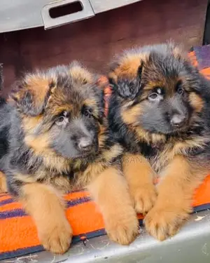 1-3 months Male Purebred German Shepherd