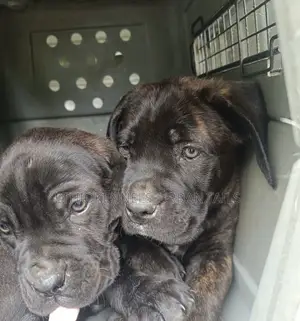 1-3 months Male Purebred Bullmastiff