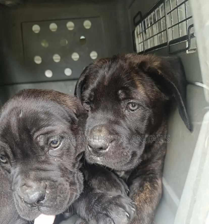 1-3 months Male Purebred Bullmastiff