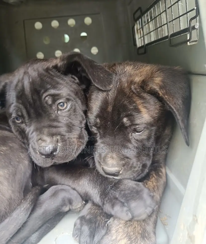 1-3 months Male Purebred Bullmastiff