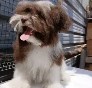 1-3 months Male Purebred Shih Tzu