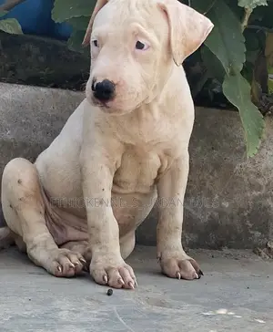 1-3 months Male Purebred American Pit Bull Terrier