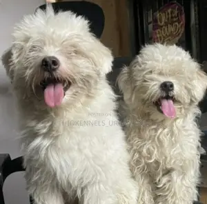 1-3 months Male Purebred Maltese