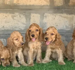 1-3 months Male Purebred Cocker Spaniel