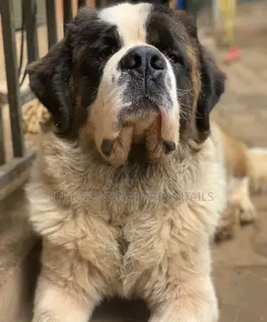 1+ year Male Purebred Saint Bernard