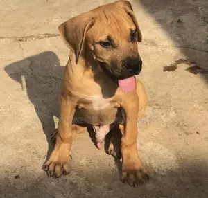1-3 months Male Purebred Bullmastiff