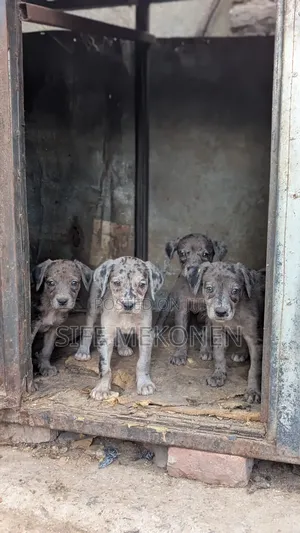 1-3 months Male Purebred Great Dane