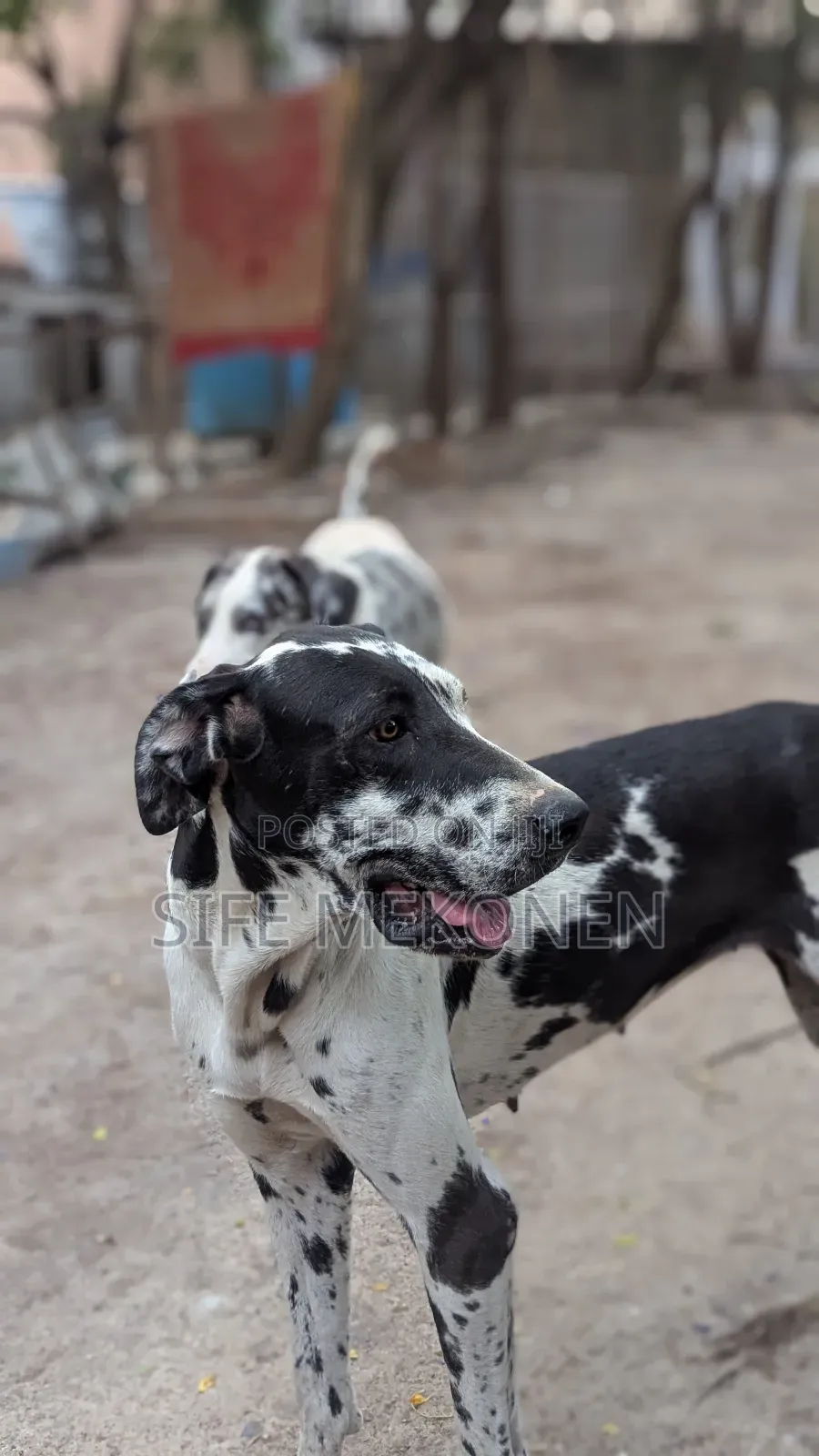 1-3 months Male Purebred Great Dane