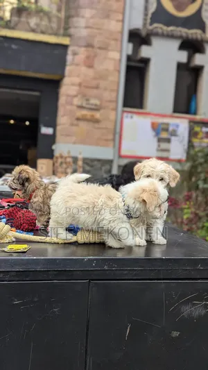 1-3 months Male Purebred Maltese
