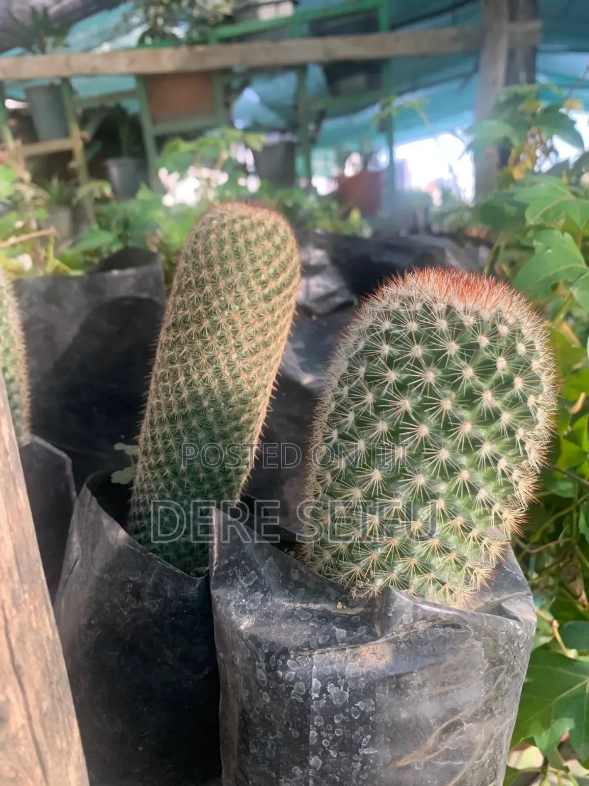 Cactus  Plant