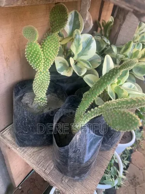 Cactus  Plant