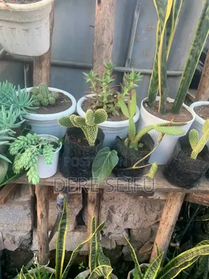 Cactus  Plant
