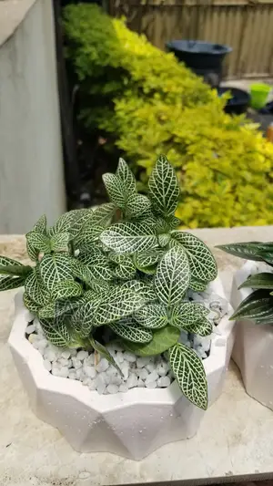 Mm Concrete Flower Pot With Natural Flower for Home Office