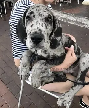 1-3 months Male Purebred Great Dane