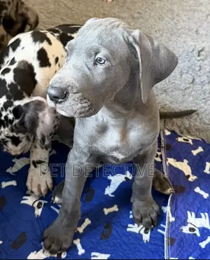 1-3 months Male Purebred Great Dane