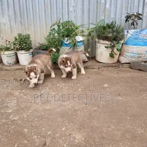 1-3 months Male Purebred Siberian Husky