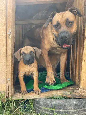 1-3 months Male Purebred Bullmastiff