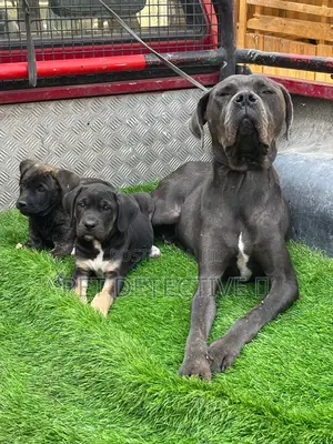 1-3 months Male Purebred Bullmastiff