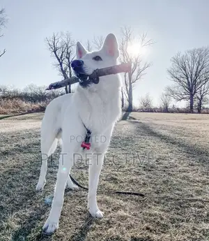 3-6 months Male Purebred German Shepherd