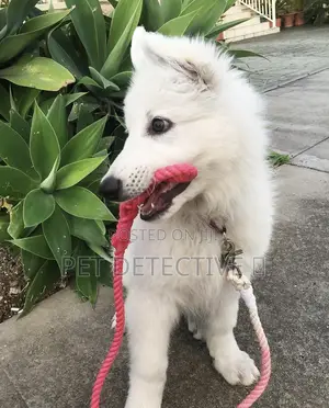 1-3 months Male Purebred German Shepherd
