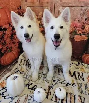 1-3 months Male Purebred German Shepherd