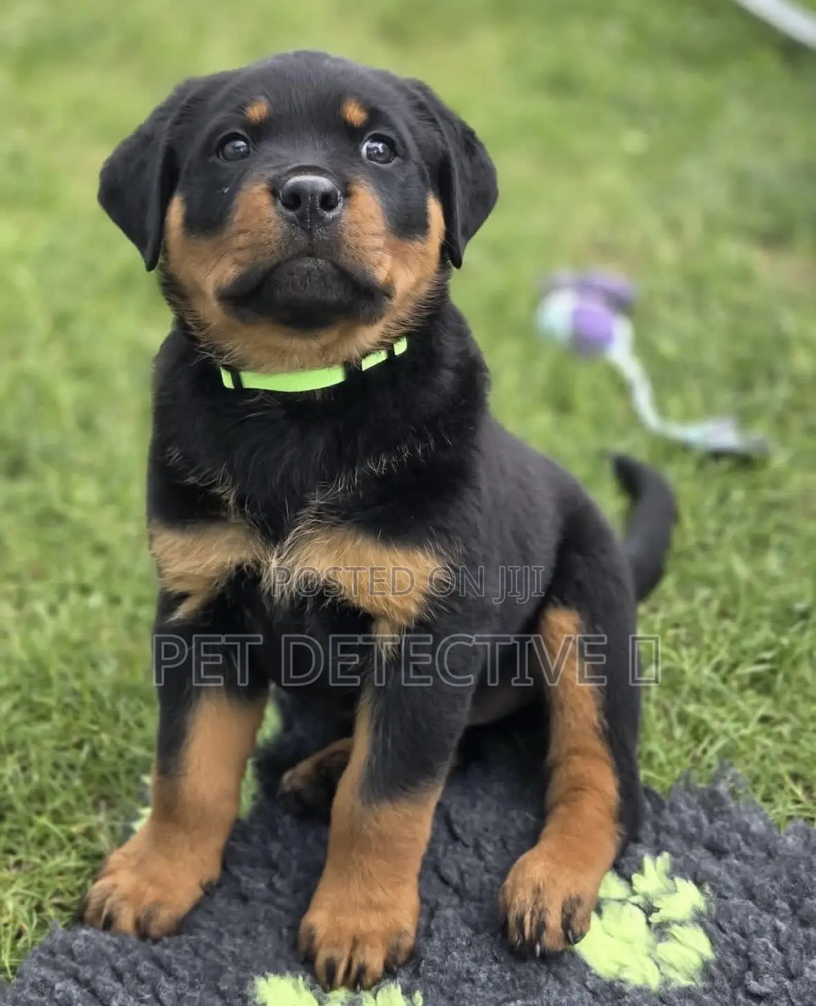 1-3 months Male Purebred Rottweiler